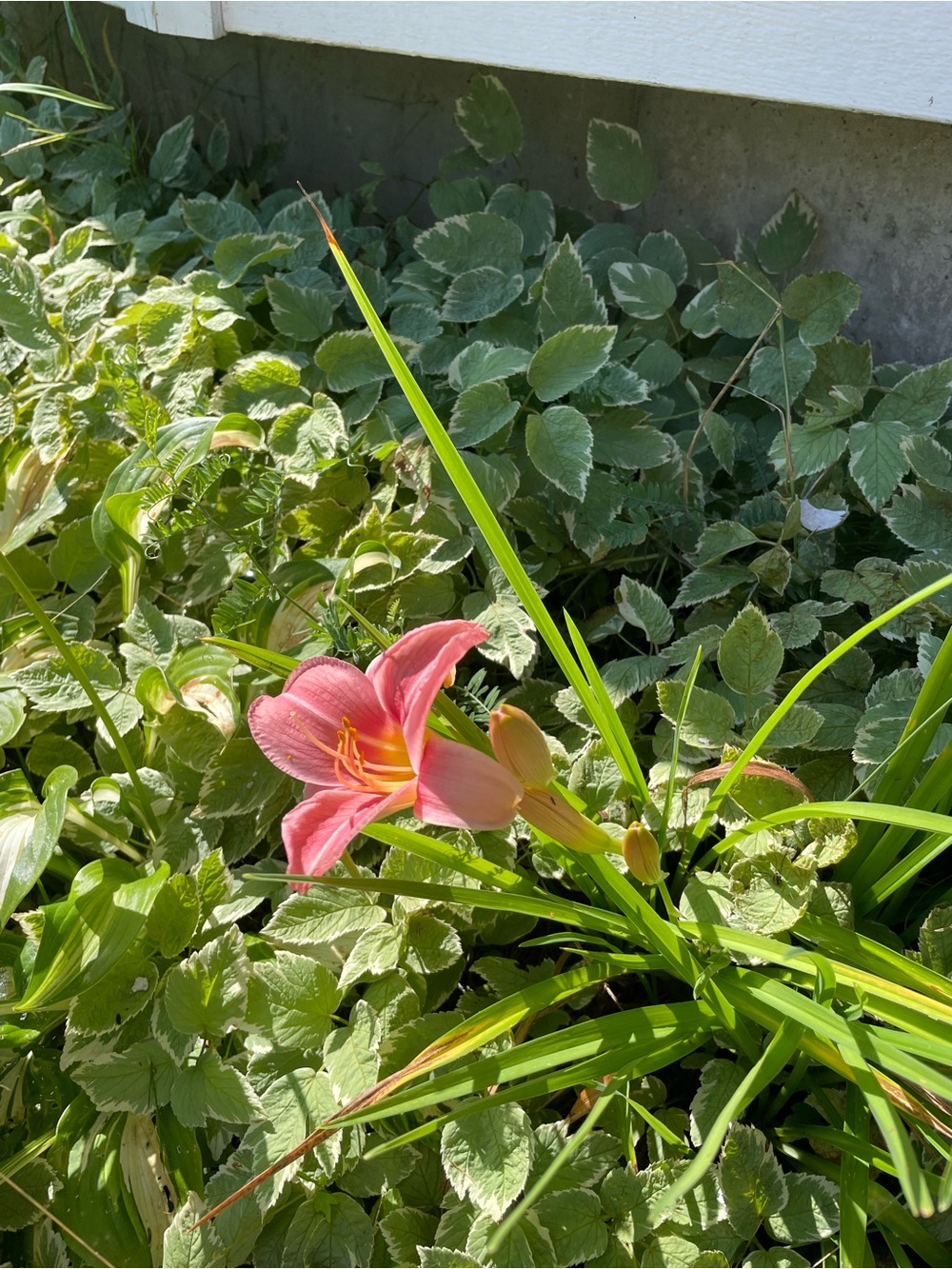 Pink Daylily Camera Print — Unknown Brand